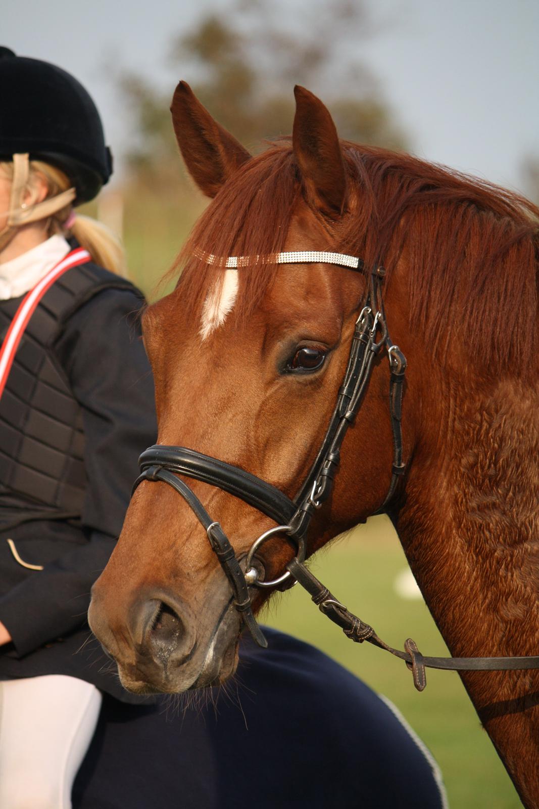 Dansk Varmblod Højlunds Kenzo<3 billede 12