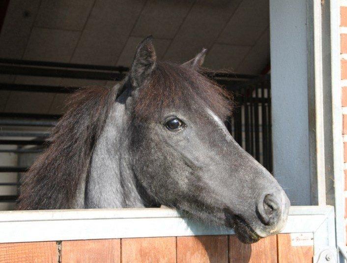 Anden særlig race Mr handsome billede 1
