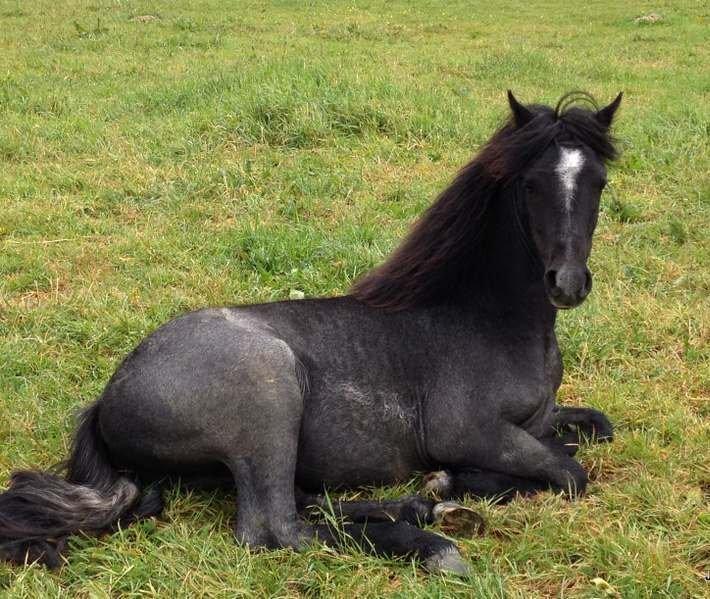 Anden særlig race Mr handsome billede 2