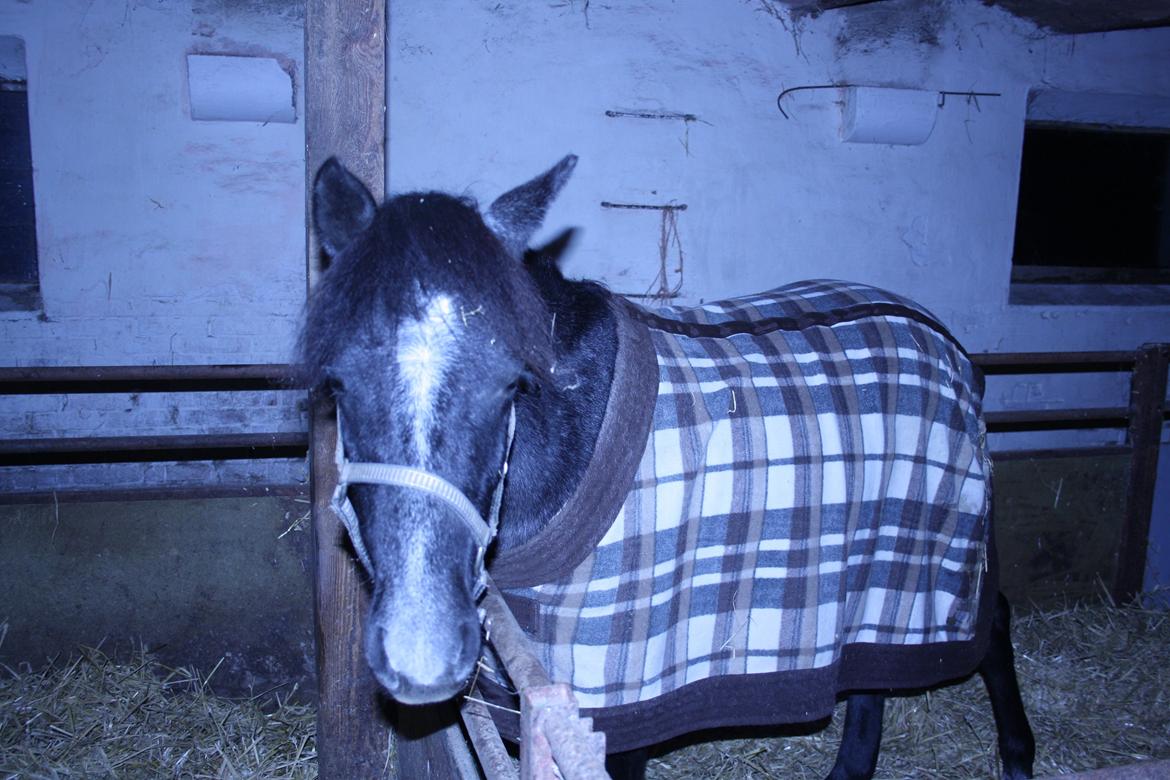 Anden særlig race Mr handsome billede 3