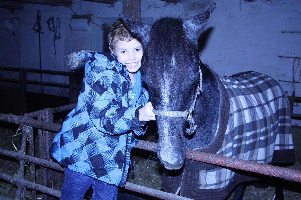 Anden særlig race Mr handsome billede 4