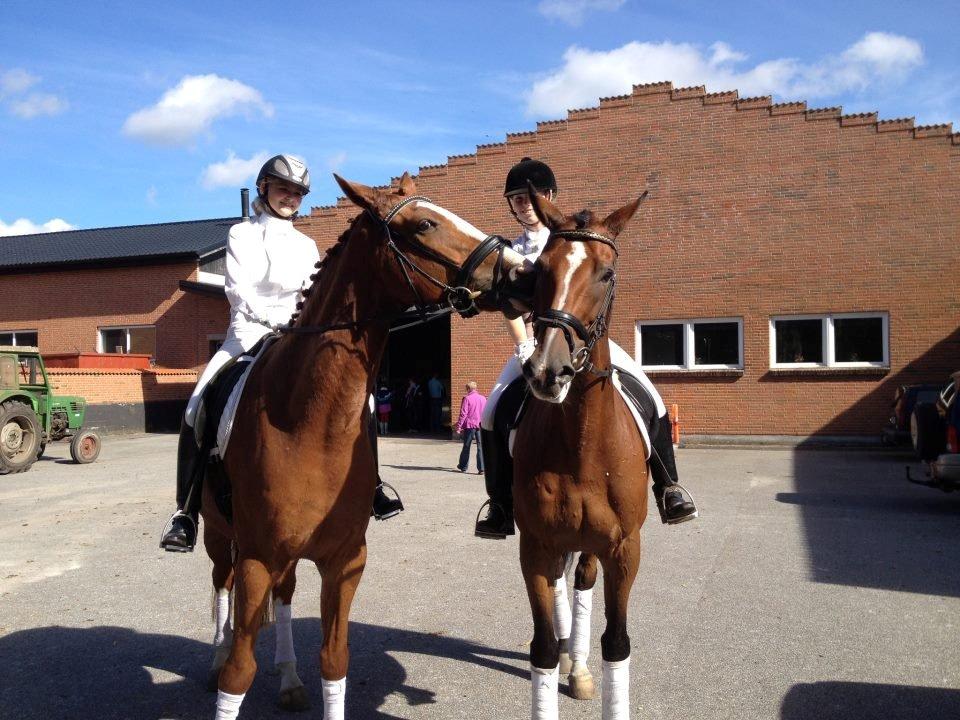 Dansk Varmblod Cissel V billede 1