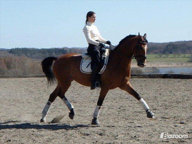 Dansk Varmblod Cissel V billede 2