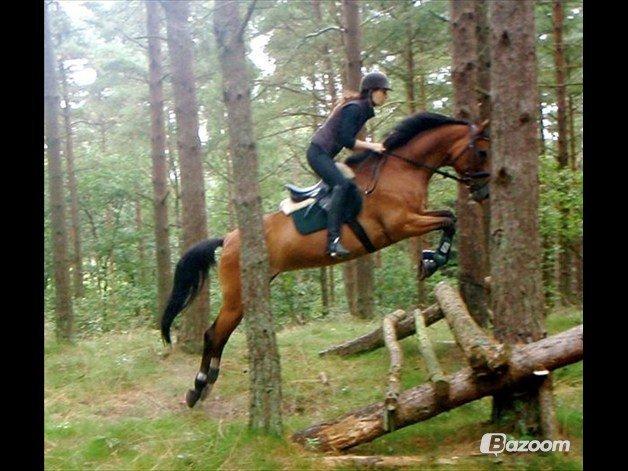 Dansk Varmblod Cissel V billede 3