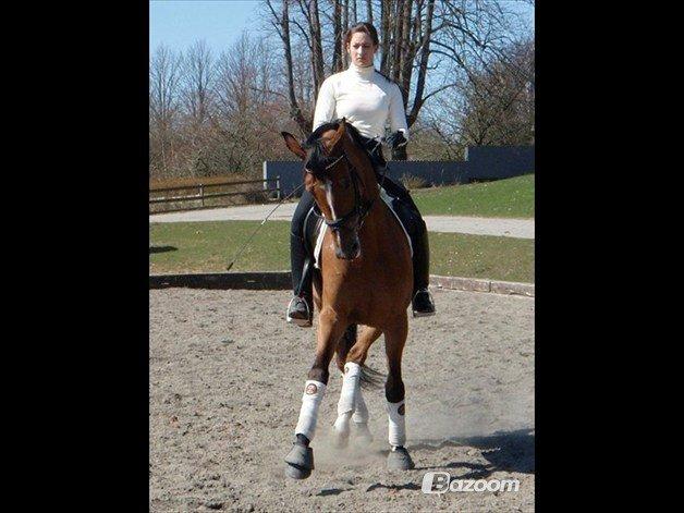 Dansk Varmblod Cissel V billede 4