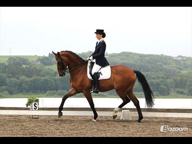 Dansk Varmblod Cissel V billede 5