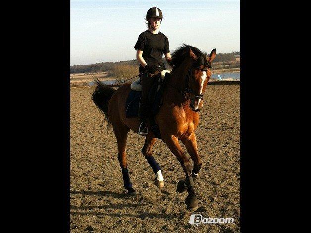 Dansk Varmblod Cissel V billede 6