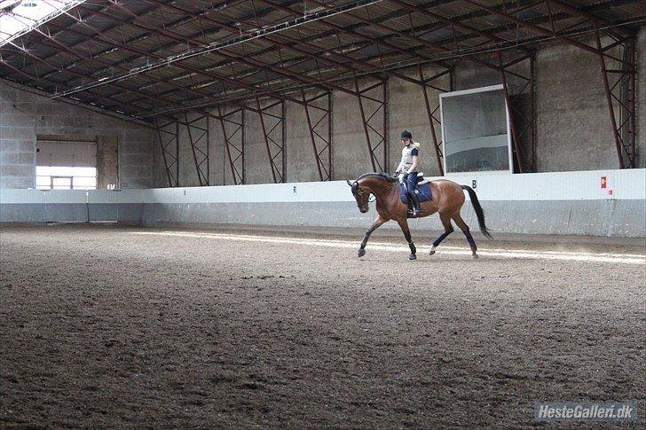 Dansk Varmblod Cissel V billede 7