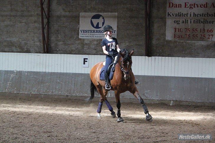 Dansk Varmblod Cissel V billede 8