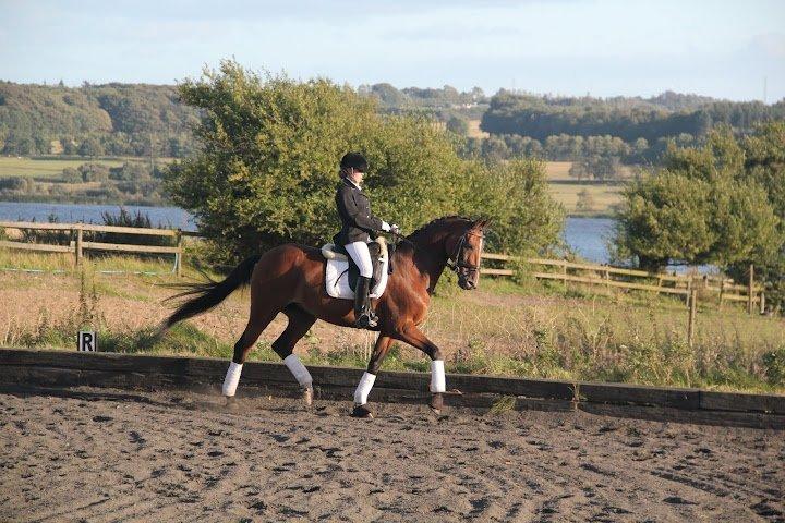 Dansk Varmblod Cissel V billede 9