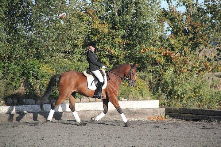 Dansk Varmblod Cissel V billede 10