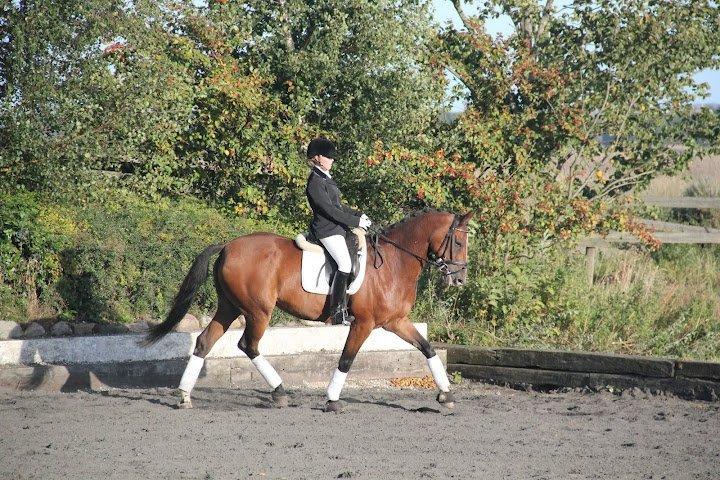 Dansk Varmblod Cissel V billede 11