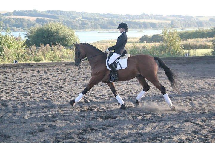 Dansk Varmblod Cissel V billede 12