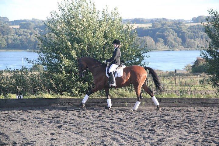 Dansk Varmblod Cissel V billede 13