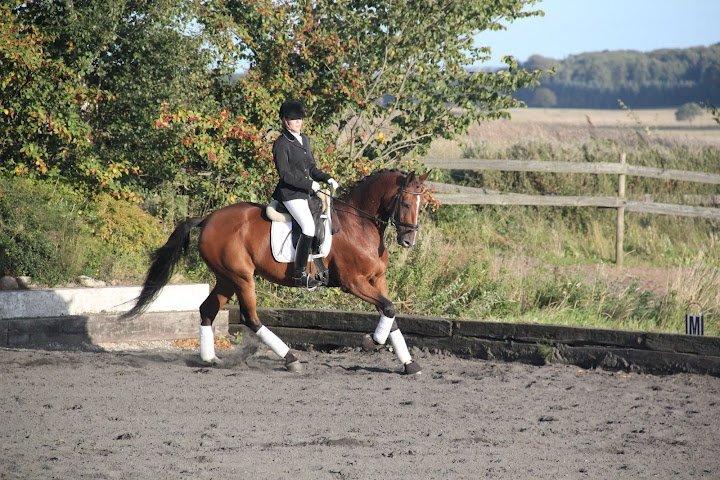 Dansk Varmblod Cissel V billede 14