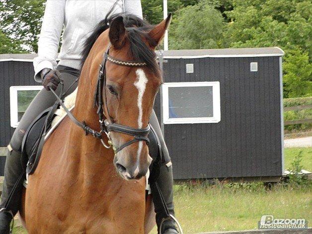 Dansk Varmblod Cissel V billede 15