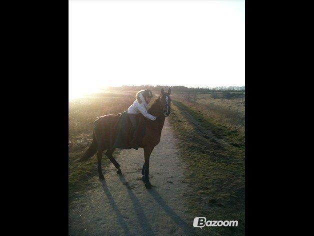 Dansk Varmblod Cissel V billede 16