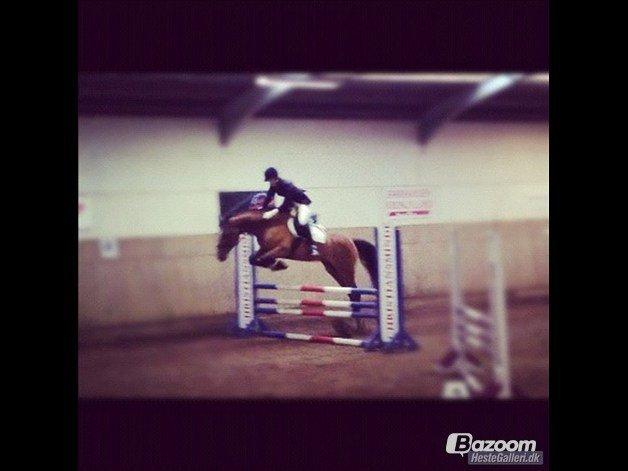 Dansk Varmblod Cissel V billede 17