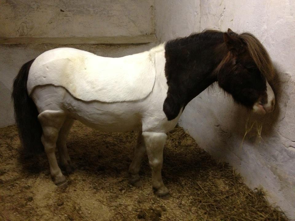 Shetlænder Prins Ludwig billede 17