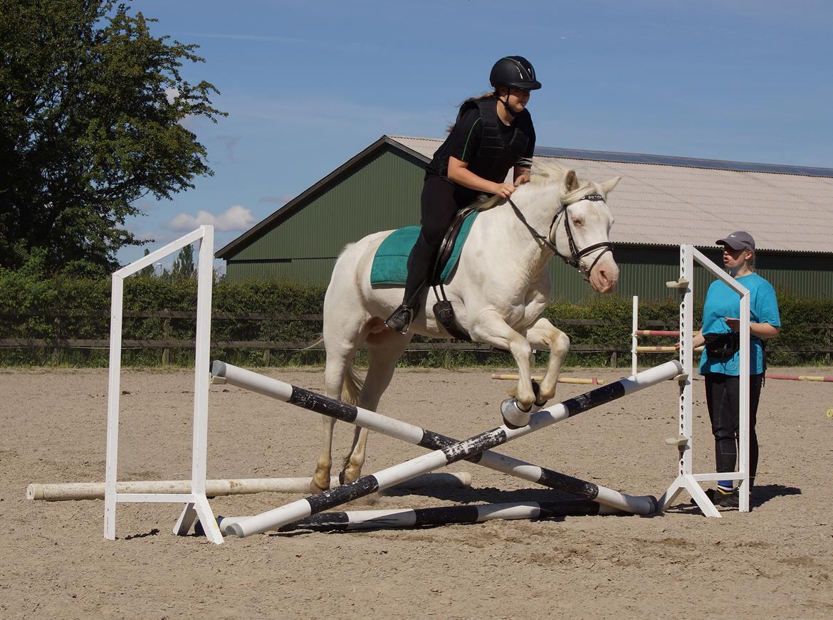 Connemara » Flying Dutchmann - 2012. Du sprang lige ind til mit hjerte. ♥
 billede 2