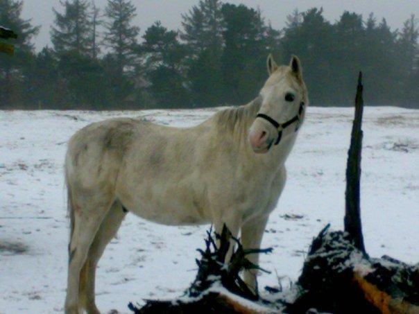 Arabisk fuldblod (OX) Saltarello - dejlig grå og beskidt hest ;D billede 7