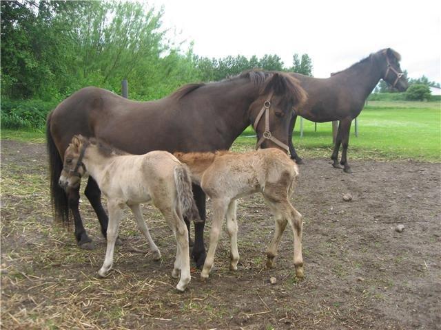 Islænder FREJA FRA TROLDBJERG (Freiski, Frejsen) - Freja som passer datter og barnebarn!<3 billede 13