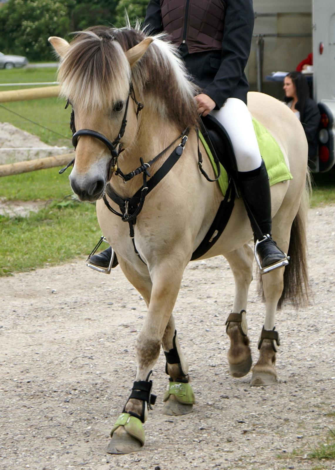 Fjordhest Skovvangs Thorkild R.I.P. billede 5