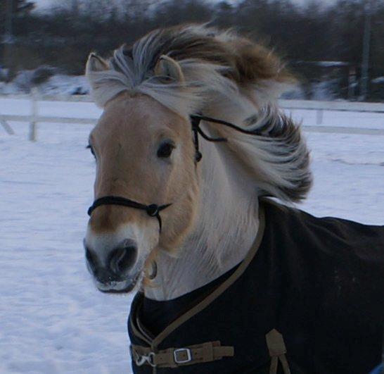 Fjordhest Skovvangs Thorkild R.I.P. billede 17