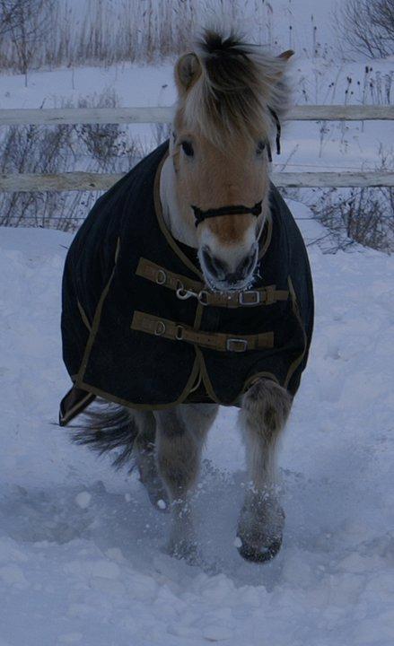 Fjordhest Skovvangs Thorkild R.I.P. billede 14