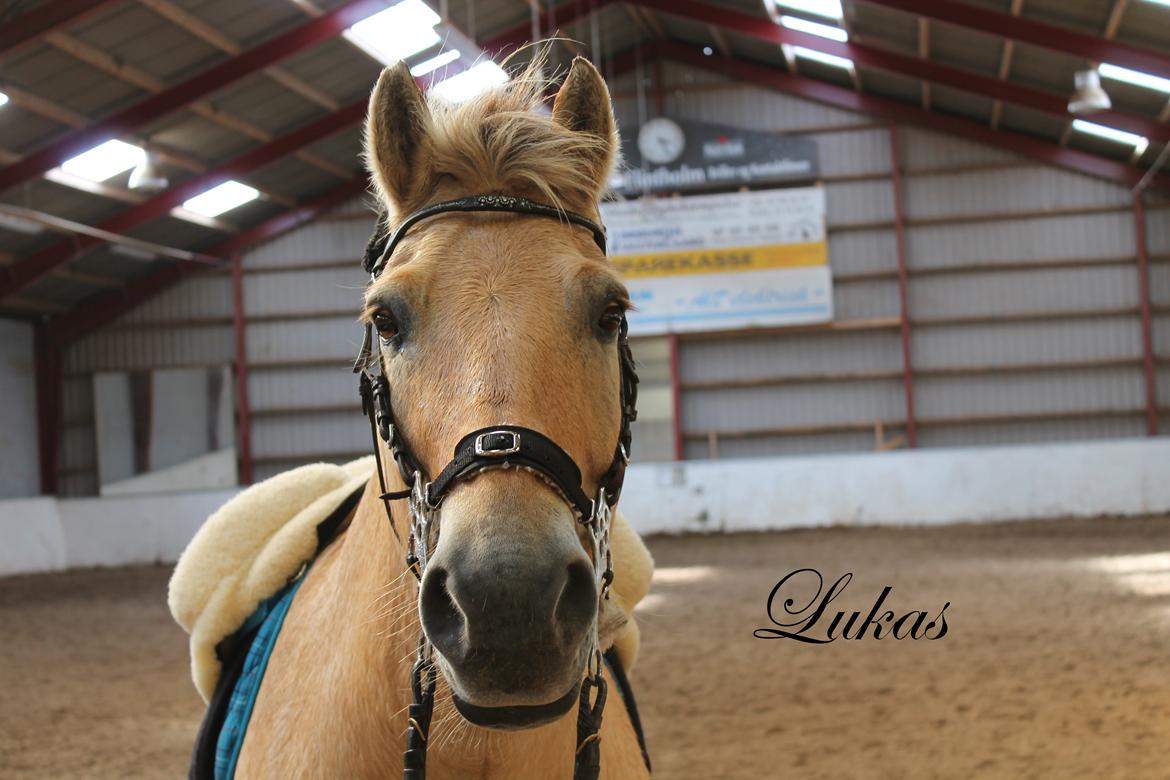 Fjordhest Prinsehesten Lukas My everything<3 - min pladder våde prins<3 billede 4