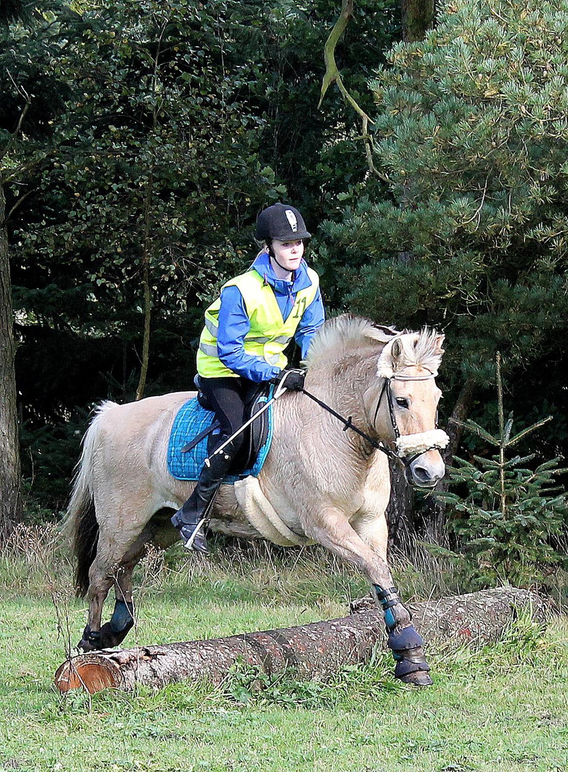 Fjordhest Prinsehesten Lukas My everything<3 - vores første TREC stævne sammen. Han var super cool til det hele og vi fik topkaraterer i mange ting. Det var super sjovt:) elsker den super pony<3 billede 5