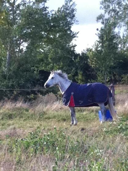 Welsh Pony (sec B) Fjorvangens Evian billede 19
