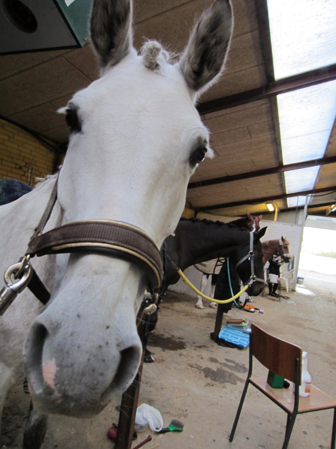 Welsh Pony (sec B) Fjorvangens Evian billede 20