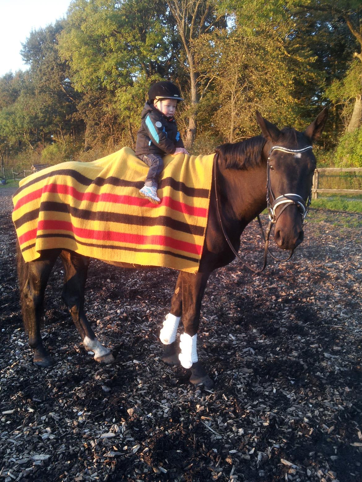 Oldenborg Ikaros - Malthe ELLLLLLLLLSKER Ibbermanden ;-) billede 10