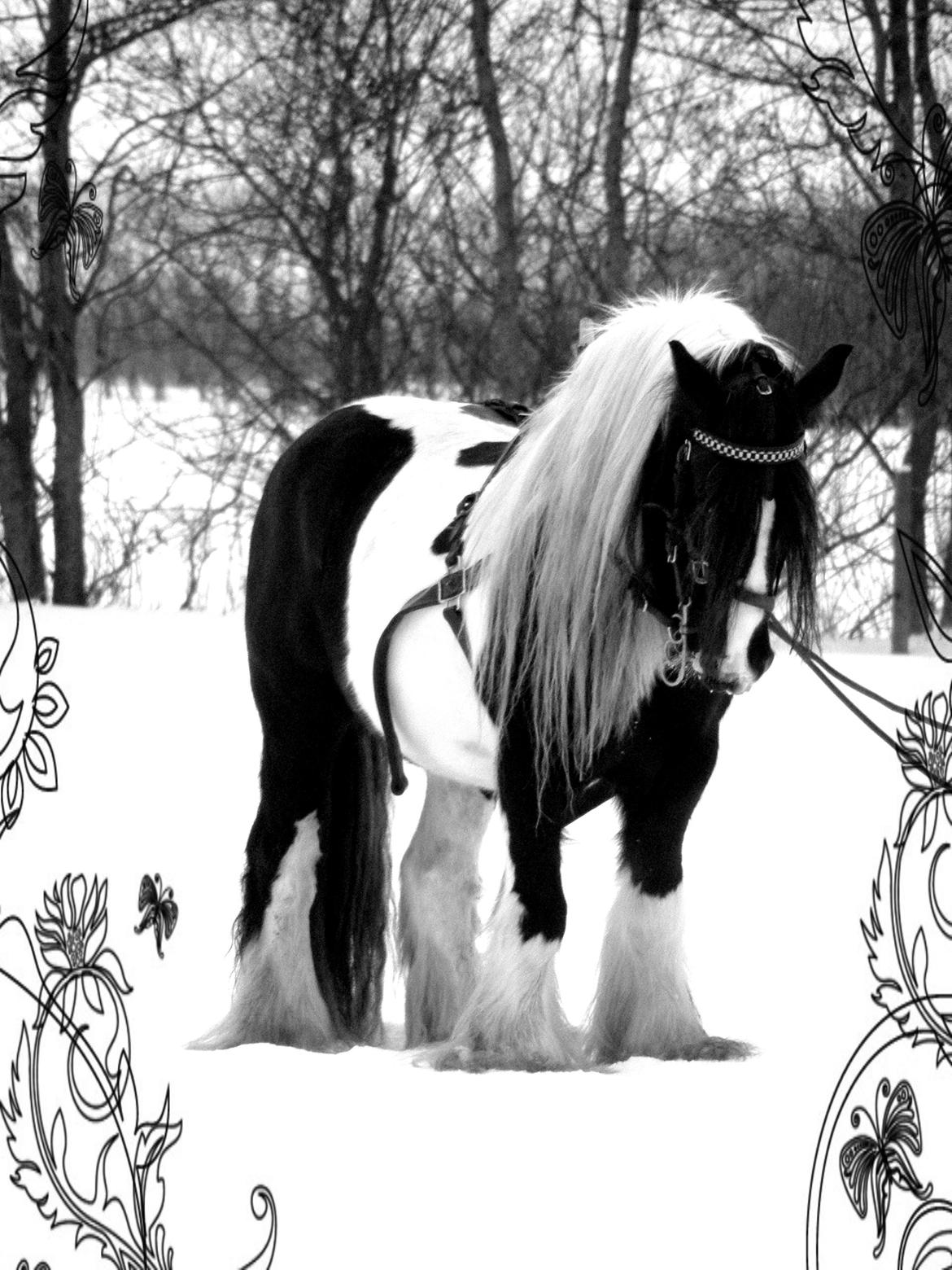 Irish Cob Ryan billede 1