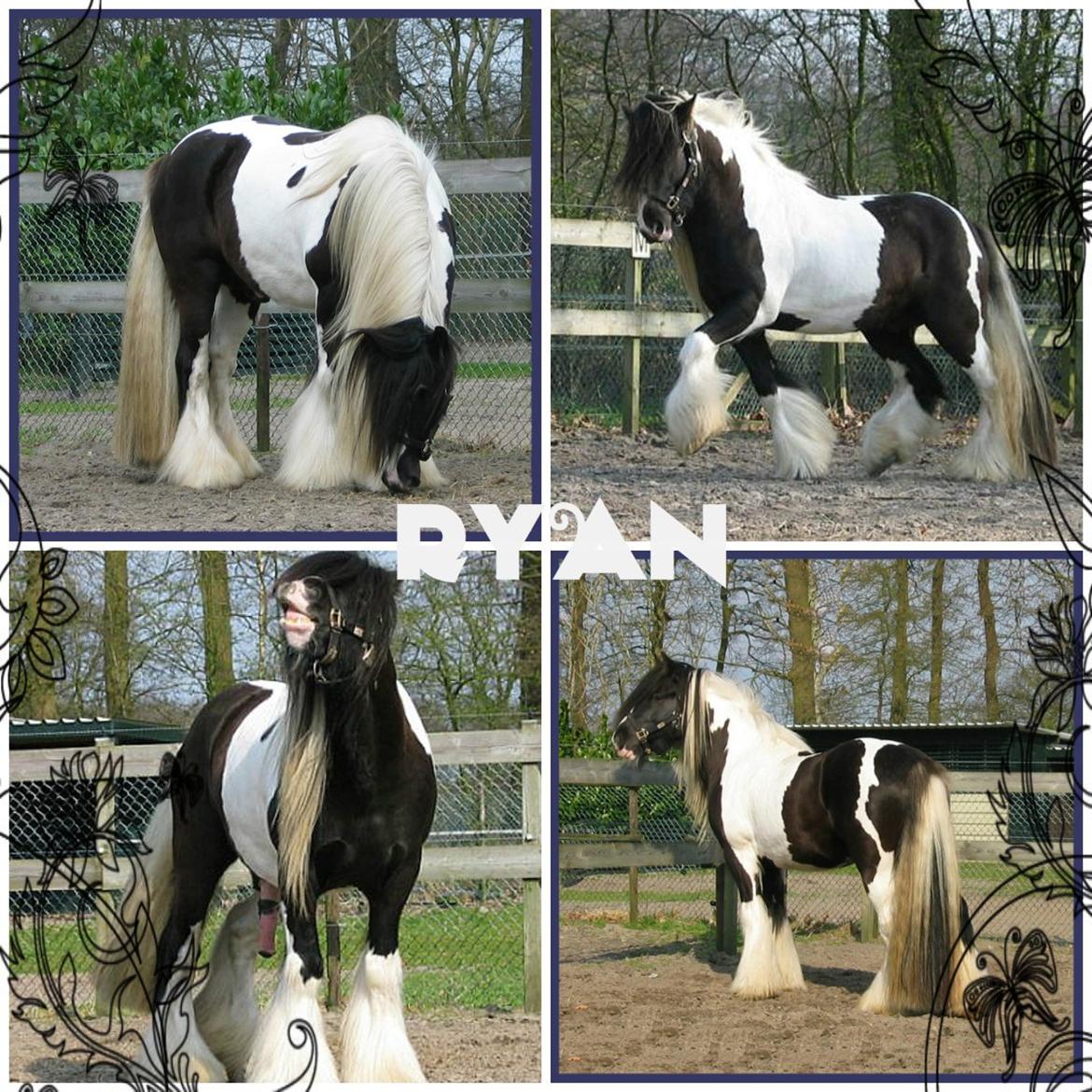 Irish Cob Ryan billede 2