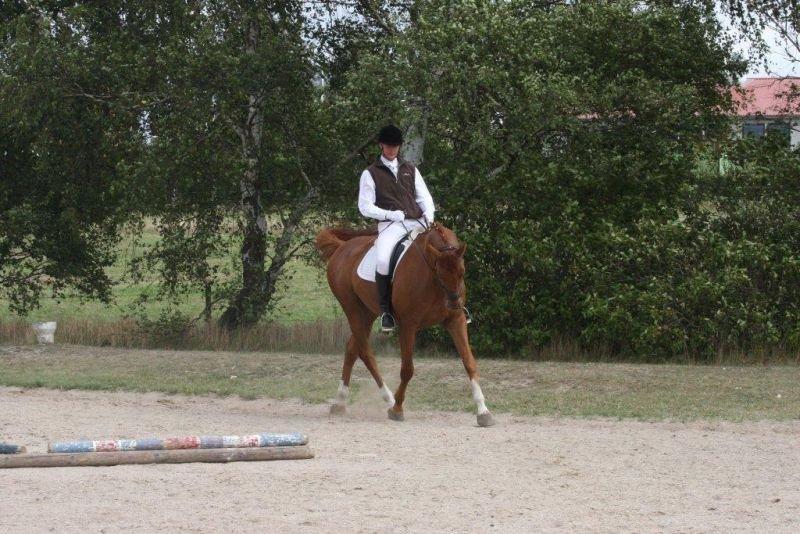 Anden særlig race **Champagne** billede 18