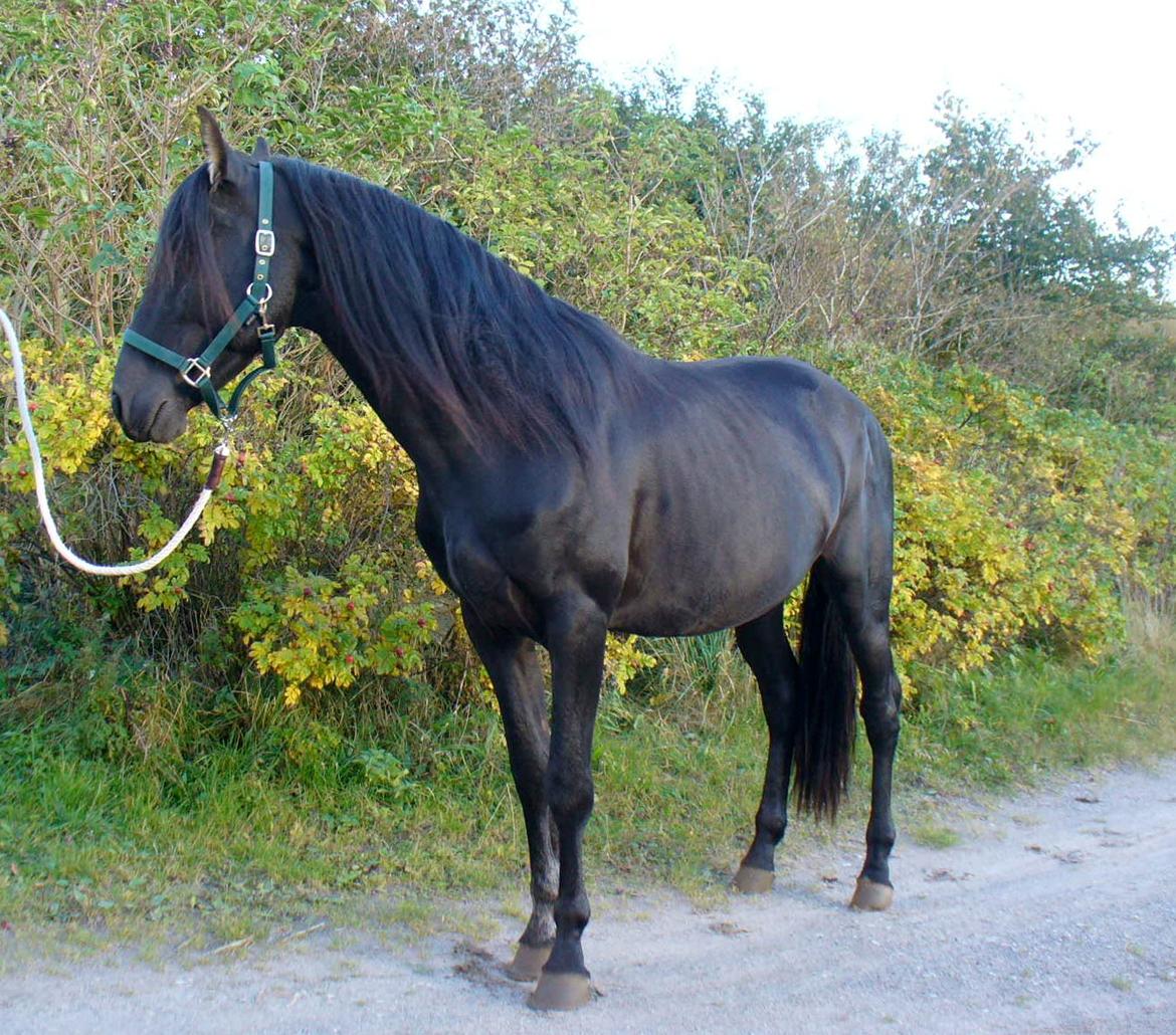 Pura Raza Española YC Bizarro - YC Bizarro 2012 billede 2