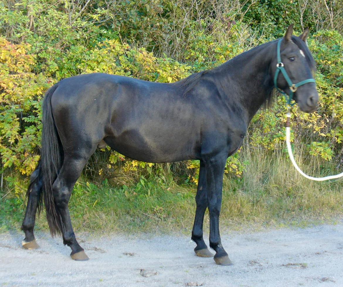 Pura Raza Española YC Bizarro - YC BIzarro 2012 billede 3