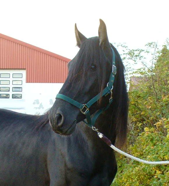 Pura Raza Española YC Bizarro - YC Bizarro 2012 billede 5