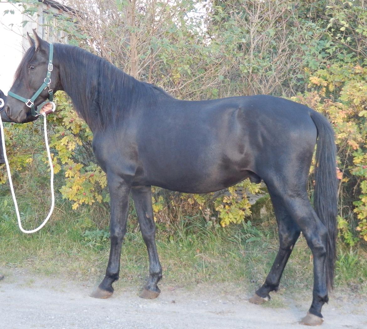 Pura Raza Española YC Bizarro - YC Bizarro 2012 billede 4