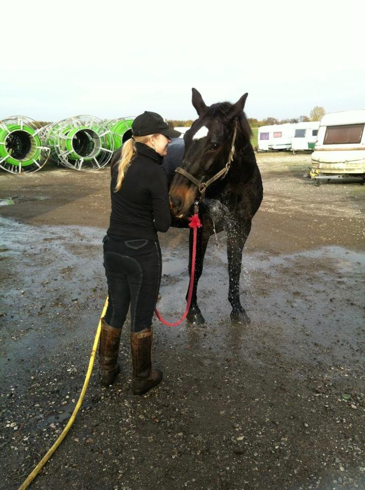 Oldenborg Emma (Dot) Hestbækgård - +*.God created girls 
so his horses would survive.*+<3 billede 25