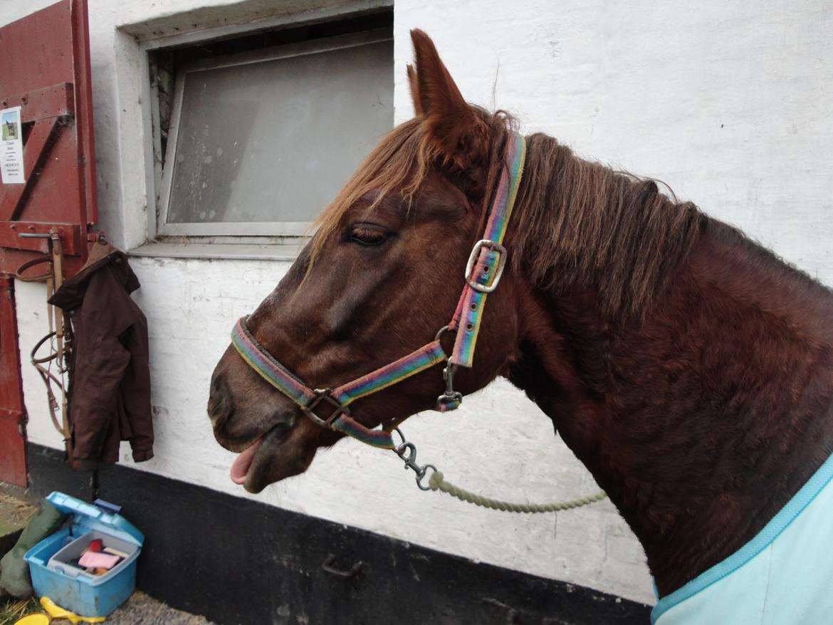 Anden særlig race Siegårds Achilleus - Smukke lille skat <3 billede 4