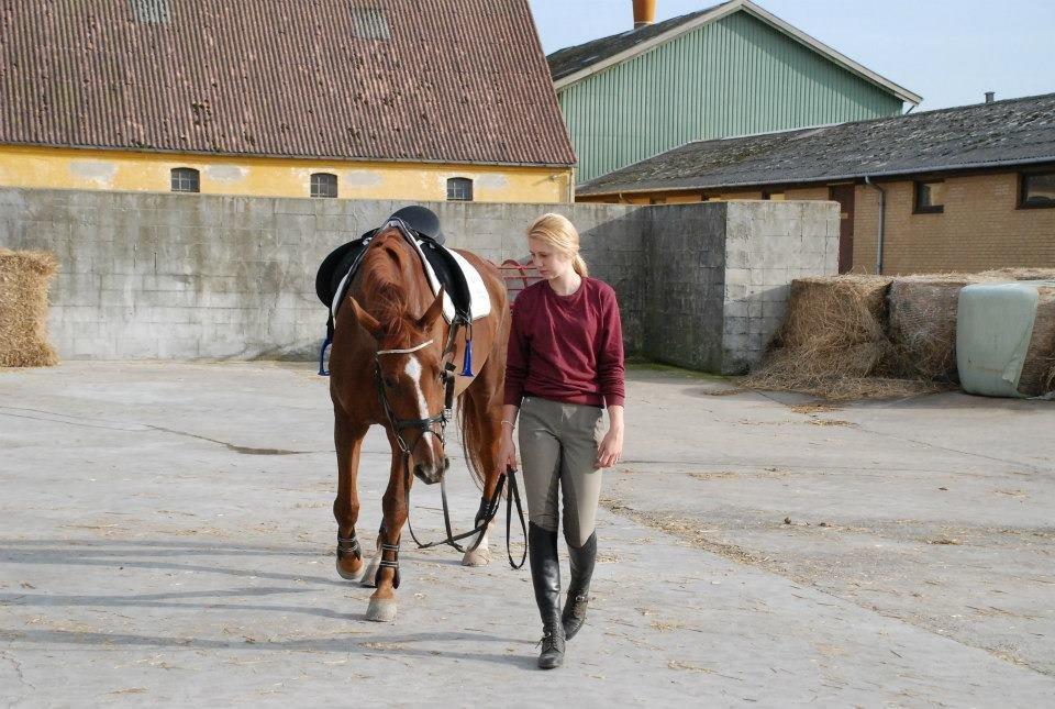 Dansk Varmblod Carmen Electra - Carmen d. 20 Oktober - Lundby Efterskole billede 8