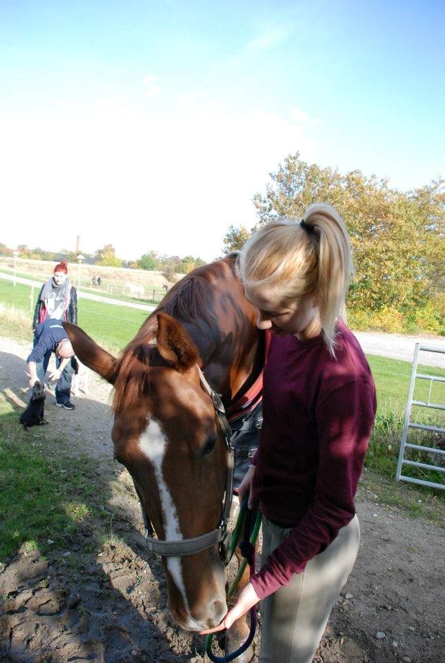 Dansk Varmblod Carmen Electra - Carmen d. 20 Oktober - Lundby Efterskole billede 9
