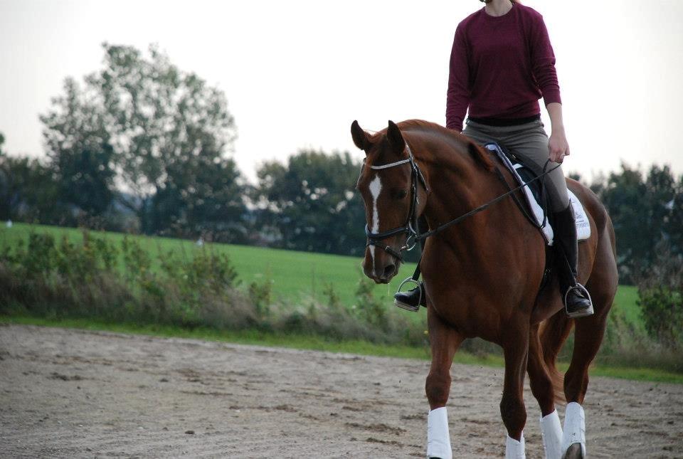 Dansk Varmblod Carmen Electra - Carmen d. 20 Oktober - Lundby Efterskole billede 10