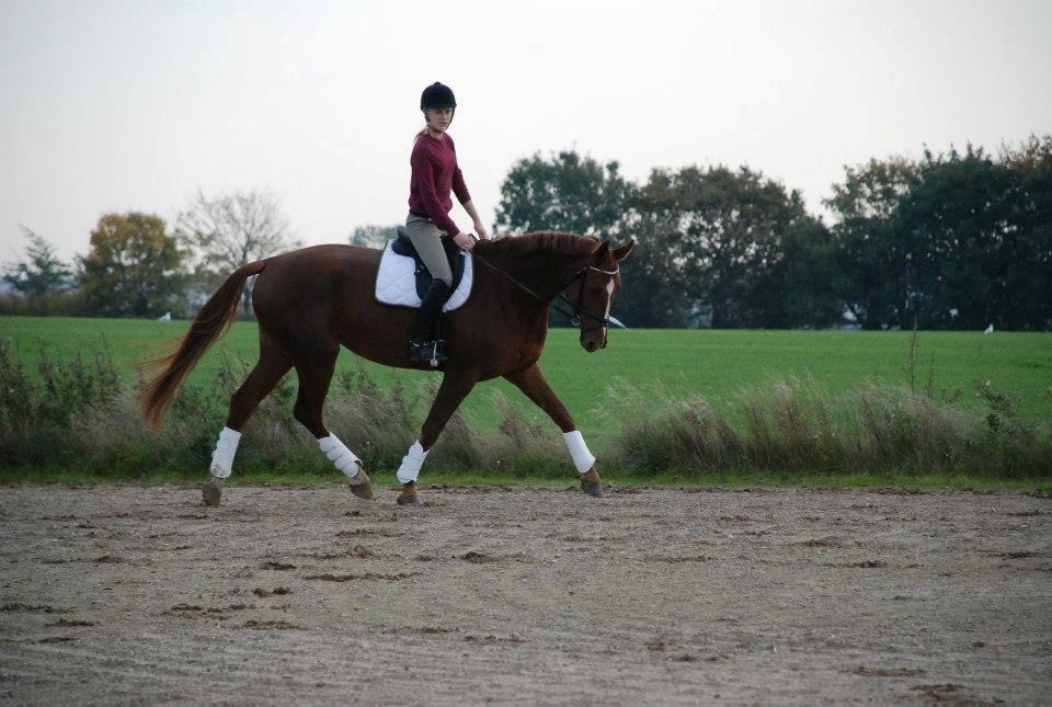 Dansk Varmblod Carmen Electra - Carmen d. 20 Oktober - Lundby Efterskole billede 11