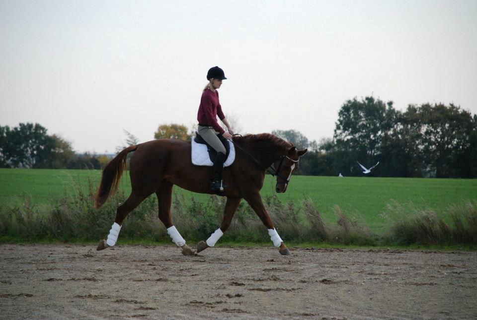 Dansk Varmblod Carmen Electra - Carmen d. 20 Oktober - Lundby Efterskole billede 12