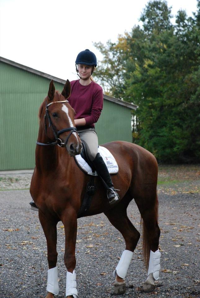 Dansk Varmblod Carmen Electra - Carmen d. 20 Oktober - Lundby Efterskole billede 2