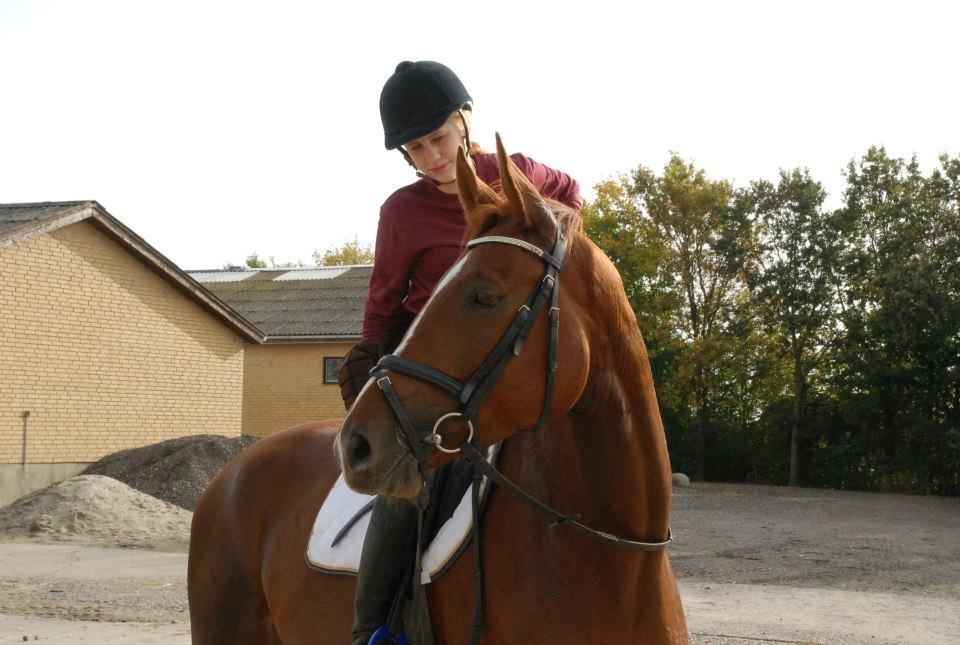 Dansk Varmblod Carmen Electra - Carmen d. 20 Oktober - Lundby Efterskole billede 15